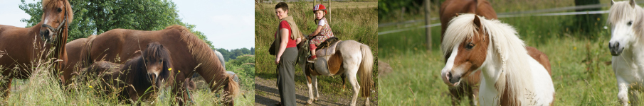 Ponys zum Selberführen